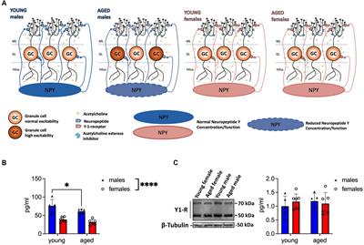 Increasing NPYergic transmission in the hippocampus rescues aging-related deficits of long-term potentiation in the mouse dentate gyrus